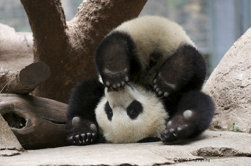 Cute panda picture
